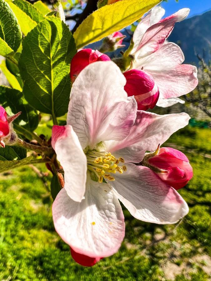 Хостел Yolo Backpackers - Manali Экстерьер фото